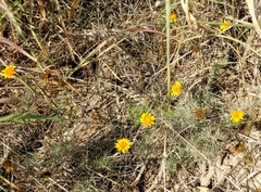 Thymophylla tenuiloba