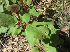 Actinidia chinensis