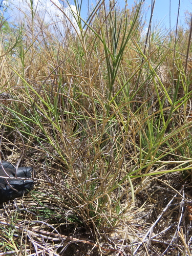 kalinia grass (Kalinia obtusiflora)