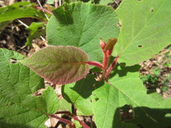 Actinidia chinensis