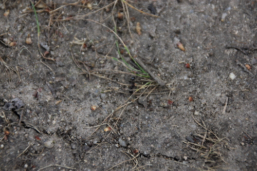 iNaturalist observation photo of Andre's Harvester Ant