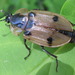 Dendroxena sexcarinata - Photo 由 onidiras-iNaturalist 所上傳的 (c) onidiras-iNaturalist，保留部份權利CC BY-NC