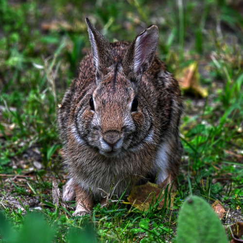 Eastern Cottontail photographed in Delaware