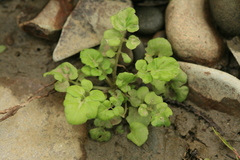 Cardamine scutata