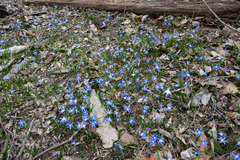 Scilla forbesii