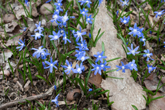 Scilla forbesii
