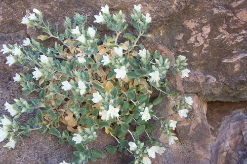 desert rock nettle