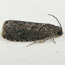 Grapholita