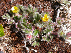Potentilla pulchella