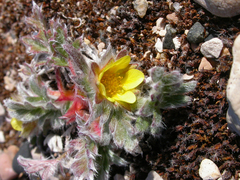 Potentilla pulchella