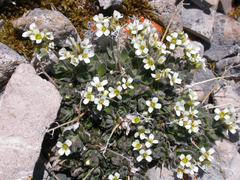 Draba cinerea