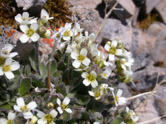 Draba cinerea