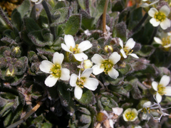 Draba cinerea