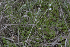 Chaetopappa asteroides