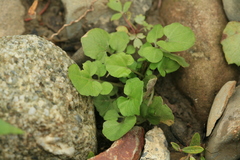 Cardamine scutata