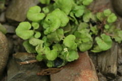 Cardamine scutata