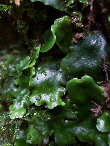 Monoclea gottschei ssp. gottschei