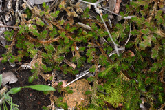 Selaginella peruviana