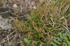 Selaginella corallina