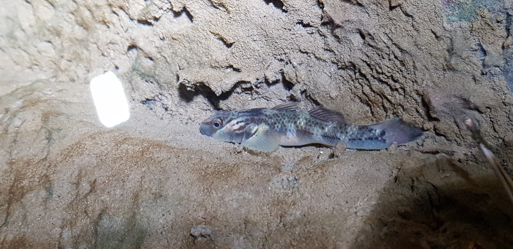 Bruine riviergrondel (Rhinogobius brunneus) — Gobiidae