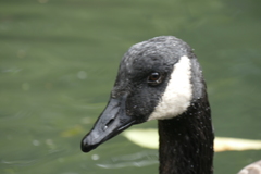 Branta canadensis maxima