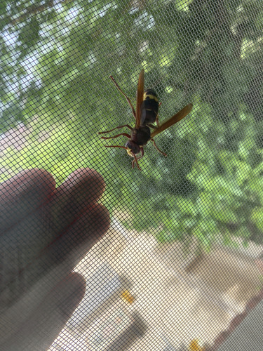 Oriental Hornet