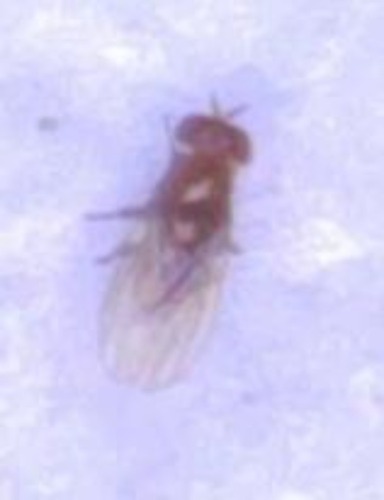 Homoneura unguiculata observed 2026-04-08