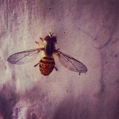 Toxomerus pulchellus