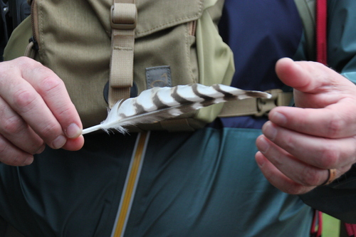 iNaturalist observation photo of Red-shouldered Hawk