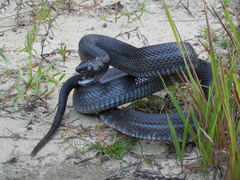 Pituophis melanoleucus lodingi