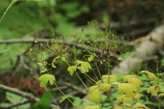 Thalictrum sachalinense