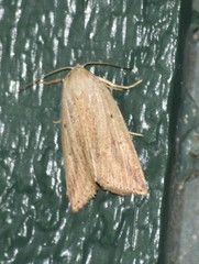 Amolita obliqua