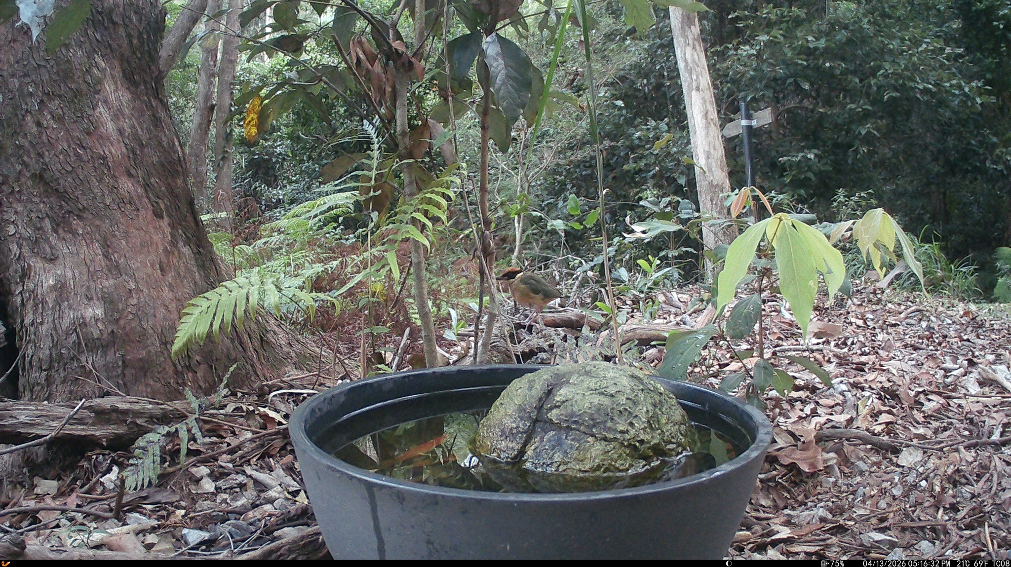 Noisy Pitta (Pitta versicolor), photo 8