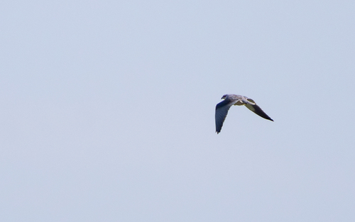Elanio común (Elanus caeruleus)