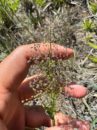 Dichanthelium erectifolium, 2026-04-13