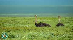 Struthio camelus massaicus