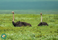 Struthio camelus massaicus