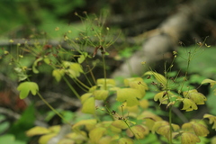 Thalictrum sachalinense