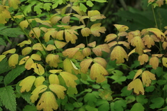 Thalictrum sachalinense