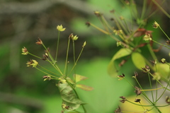 Thalictrum sachalinense