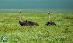 Struthio camelus massaicus