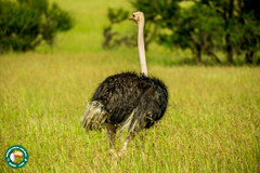 Struthio camelus massaicus