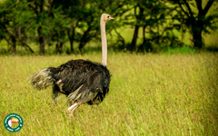 Struthio camelus massaicus