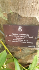 Agathis borneensis
