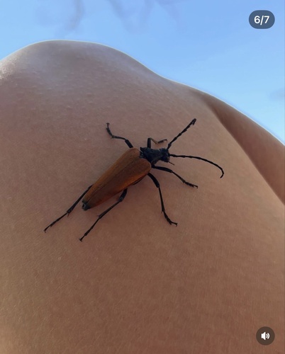 Gigas Longhorn Beetle