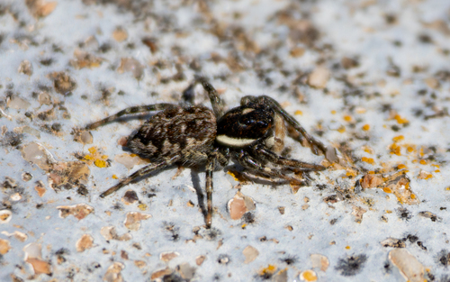 Half-edged Wall Jumping Spider