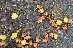 Cratoxylum cochinchinense