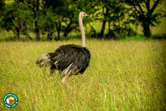 Struthio camelus massaicus