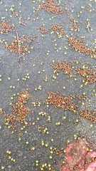 Cratoxylum cochinchinense