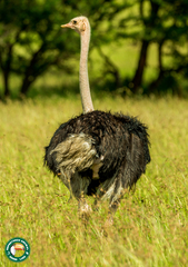 Struthio camelus massaicus